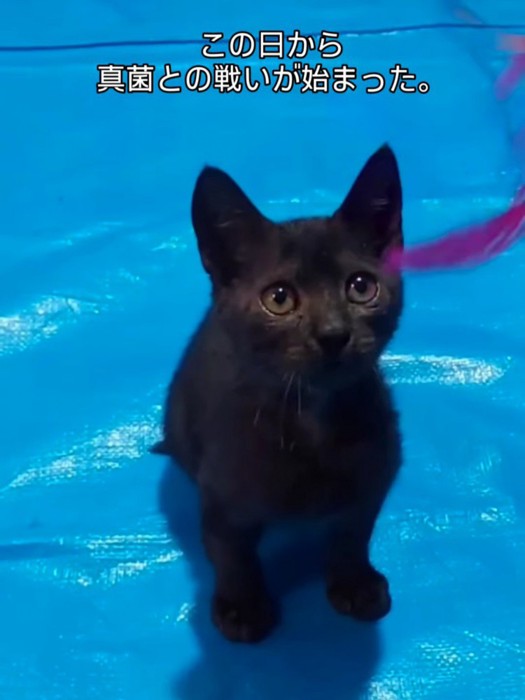 座って見上げる子猫