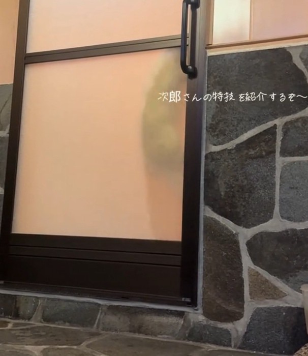 ジャンプする猫