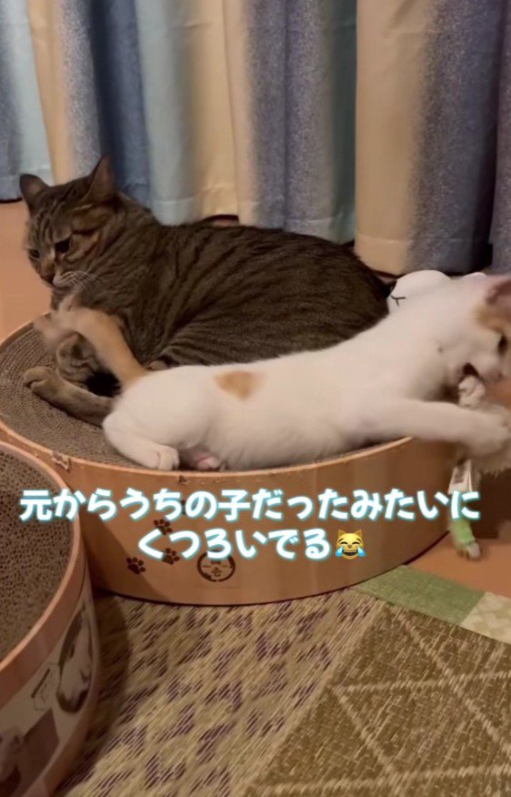 ベッドに座る2匹の猫