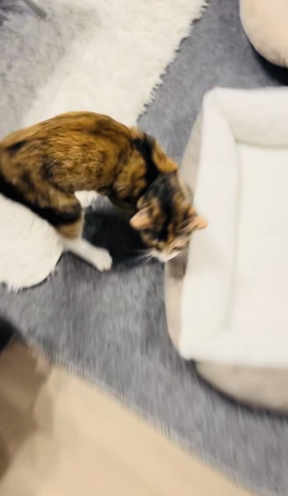 鳴きながら飼い主さんのところに行く三毛猫