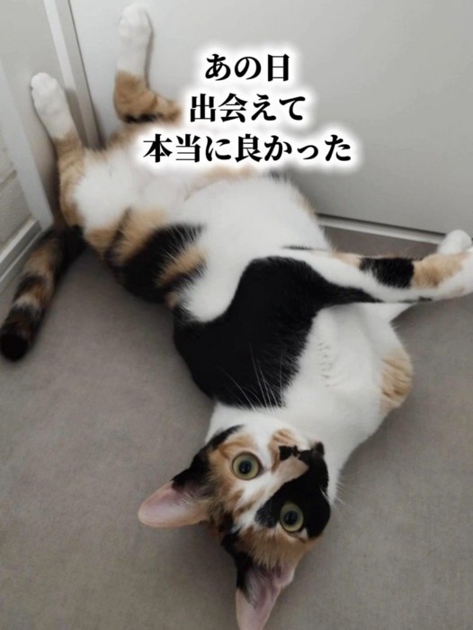仰向けになる三毛猫