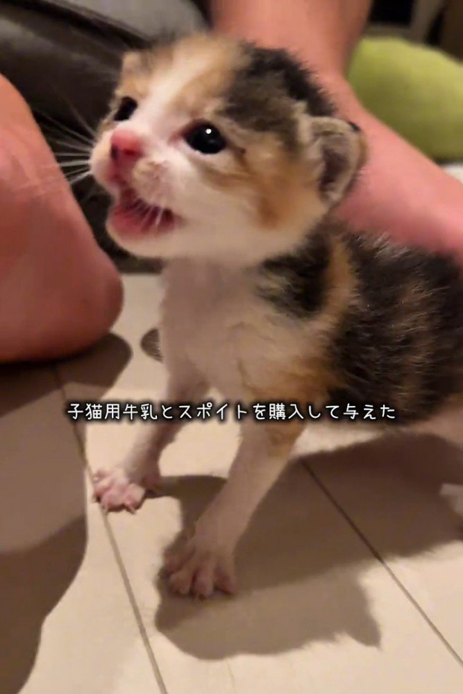 鳴いている子猫