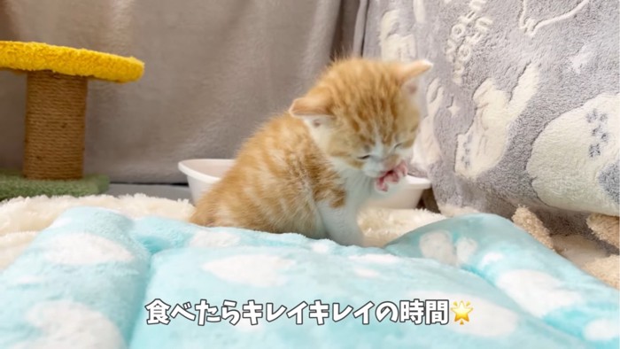 毛づくろいする子猫