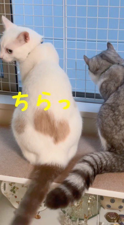 男性をふり返るぶち猫