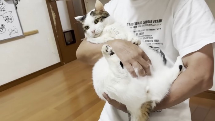 白いTシャツ姿の男性に抱かれる猫ちゃん