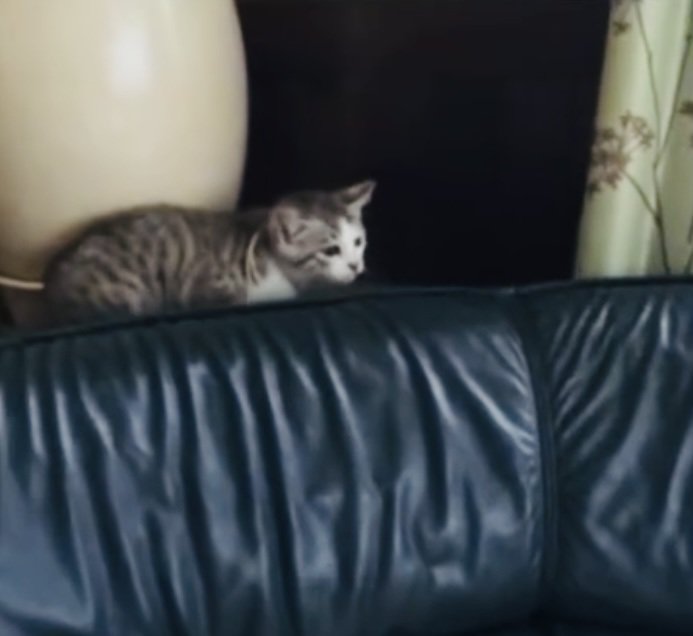ソファの背もたれに乗る子猫