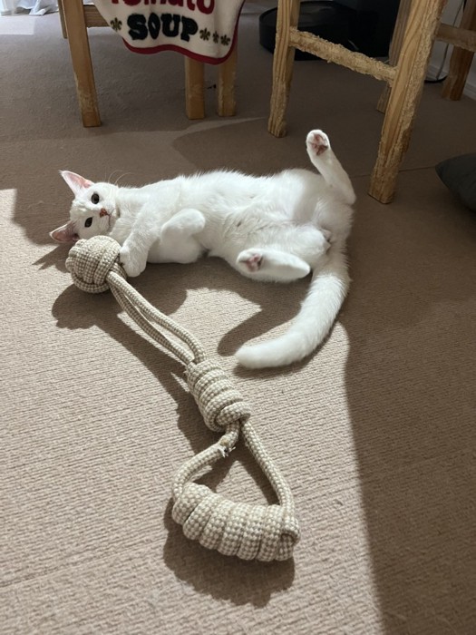 寝そべってロープのおもちゃで遊ぶ白猫と犬