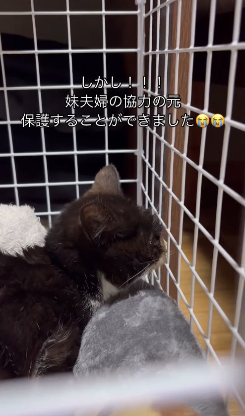 ケージの中から外を見つめる子猫の横顔