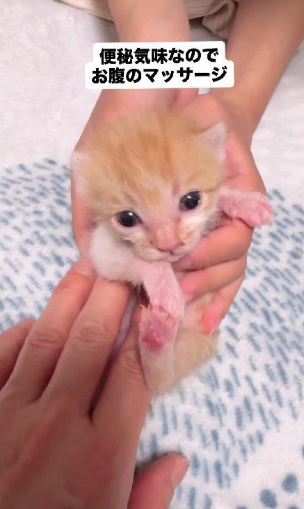 おなかをマッサージされる子猫