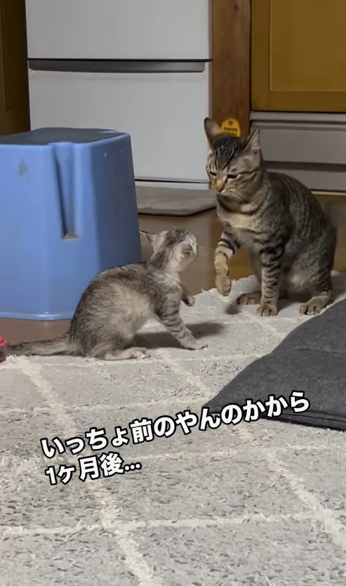 左前足をあげている子猫と右前足を上げている猫