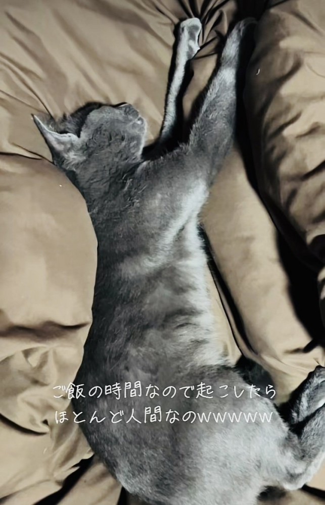 布団の上で眠る雑種猫