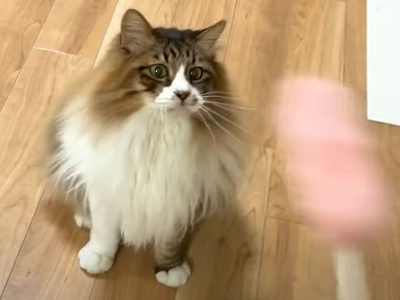 おもちゃを見つめる猫