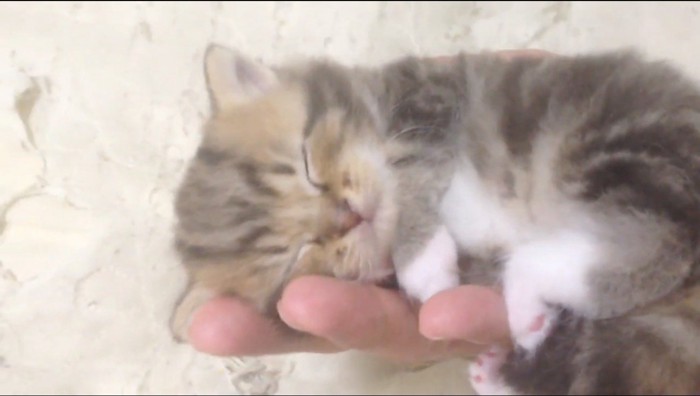 飼い主の手のひらの上で眠る子猫