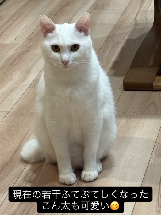 おすわりする白猫