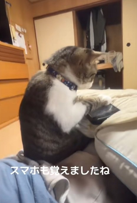 飼い主の膝の上でスマホで遊ぶ猫