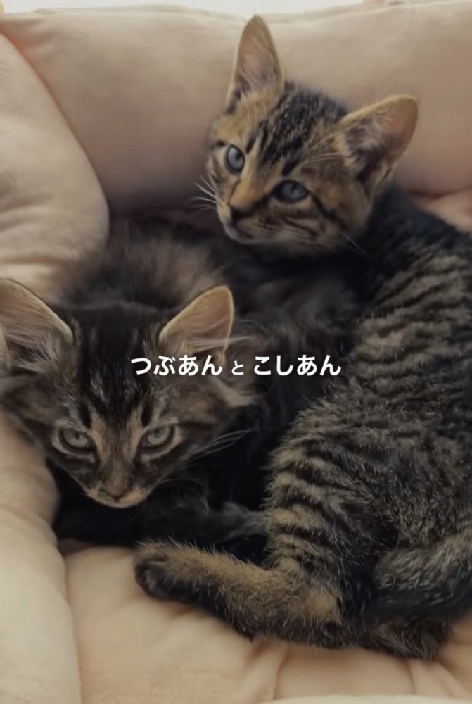 2匹の子猫