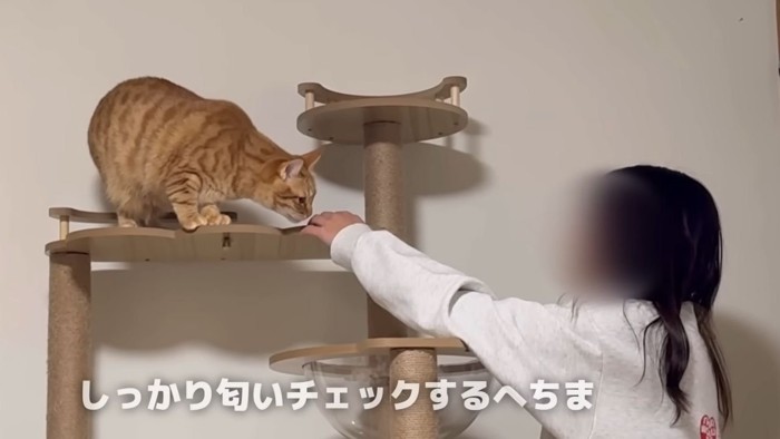 女性の手の匂いを嗅ぐ猫