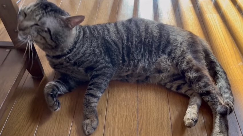 フローリングで横になって棚の足に顔を擦り付けている猫