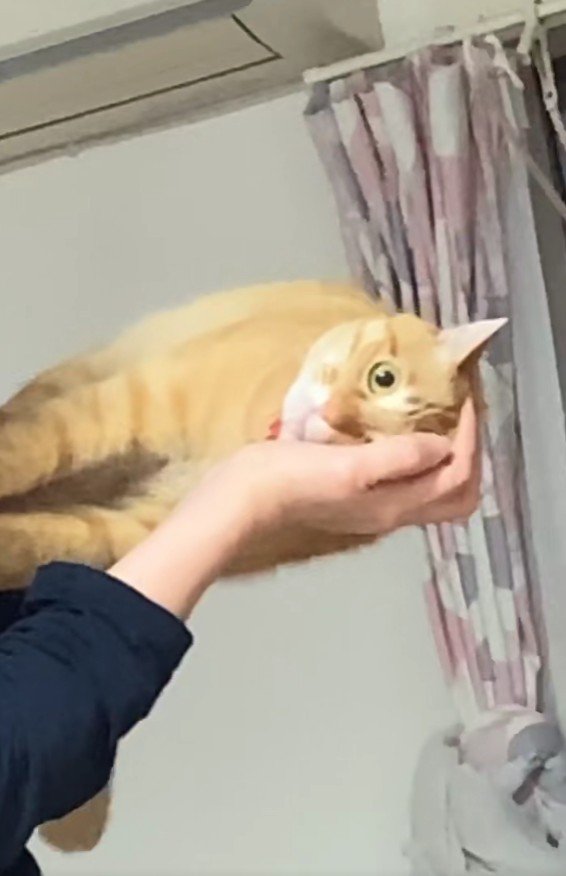 横向きに抱っこされている猫