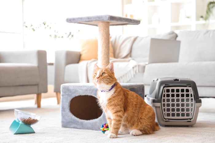 猫の飼育用品