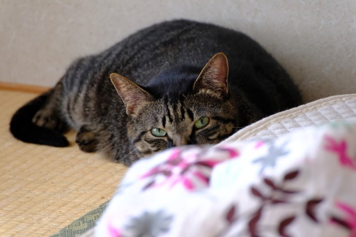 物陰に隠れてこちらを伺う猫 