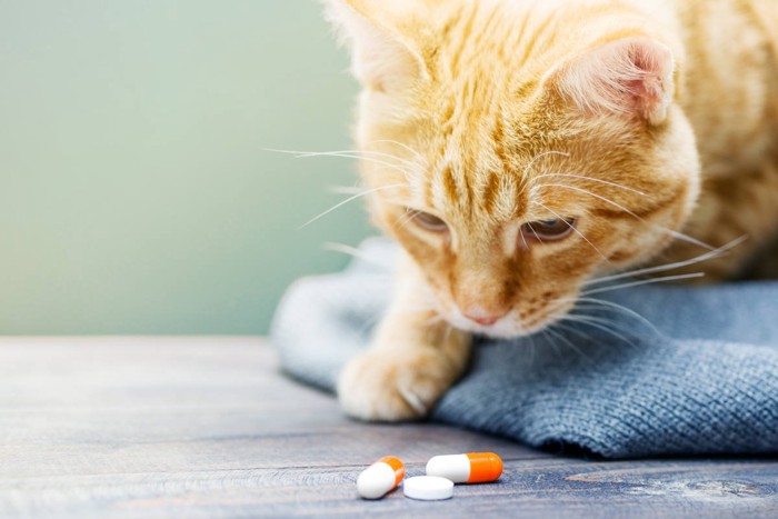 カプセル剤と猫