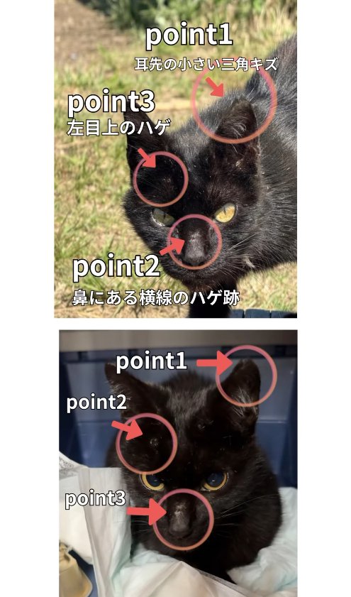 黒猫の比較画像