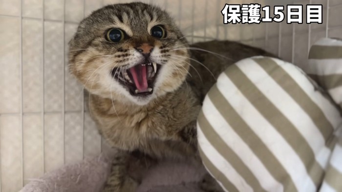 まだ警戒が激しいたこやきくん