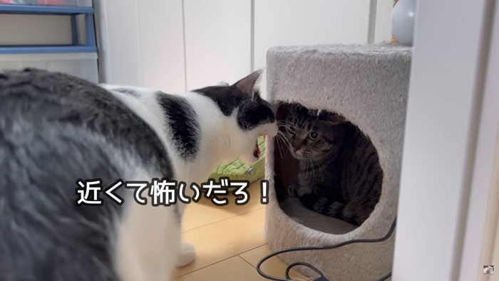 ウルンの威嚇を受けるきなこ