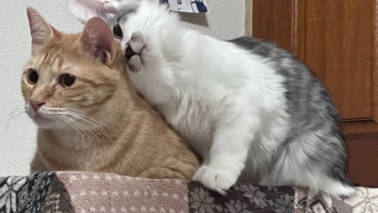 茶トラ猫と黒白猫