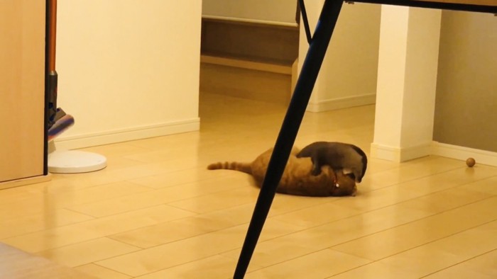 フローリングの上でじゃれ合うカワウソと茶トラ猫