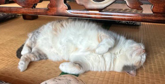 畳の上で眠っている猫