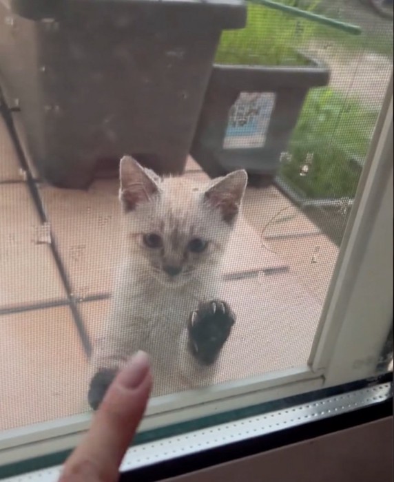 指に興味を持つ子猫