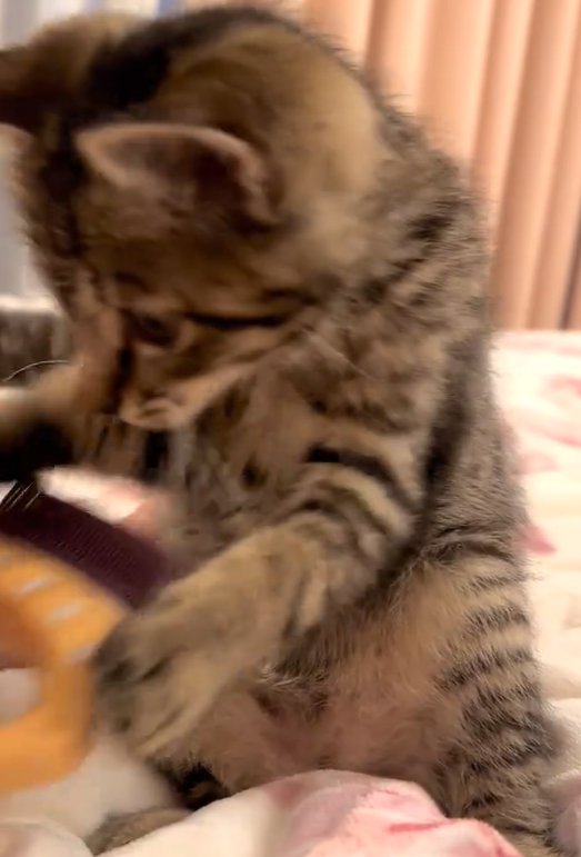 両手を広げて前に乗り出す猫