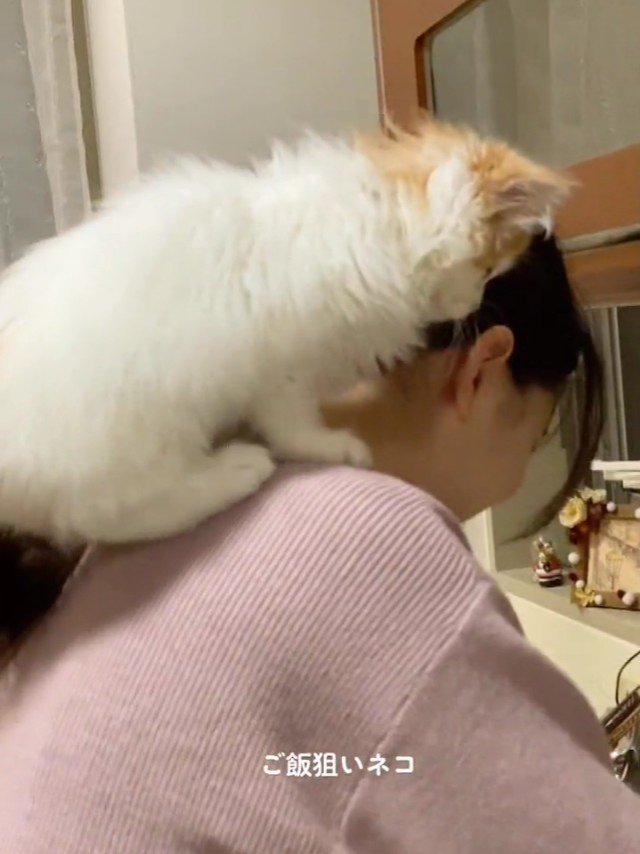 人の肩に乗る子猫