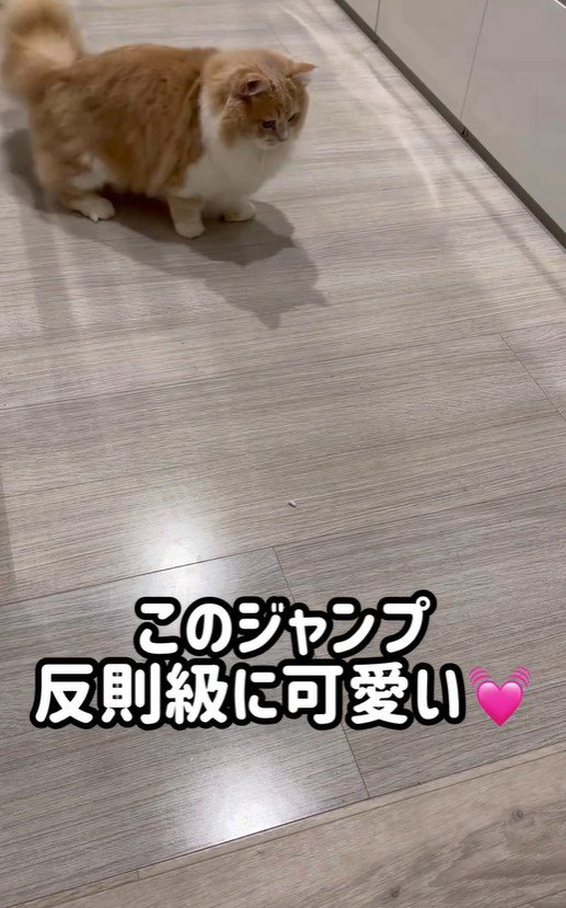 猫砂を見ている猫