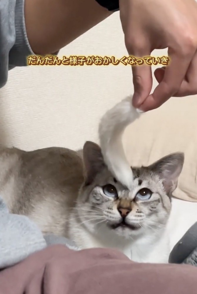おかしな表情を見せる猫