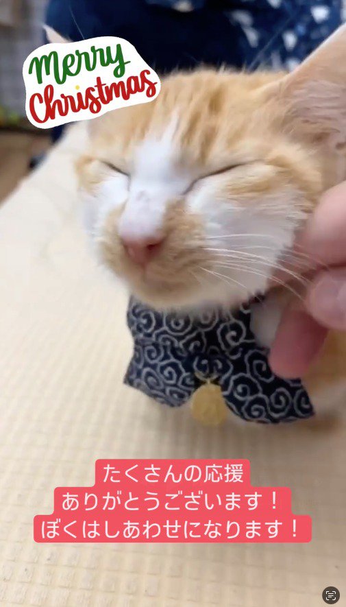 顔を撫でられて目を細める猫