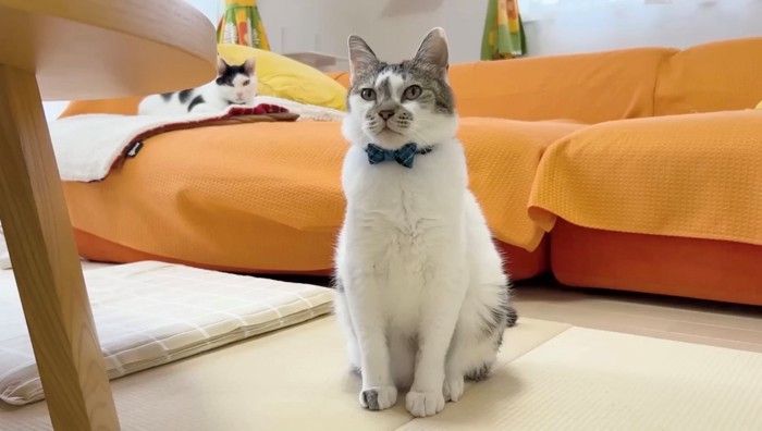 床に座る猫とソファで座る猫