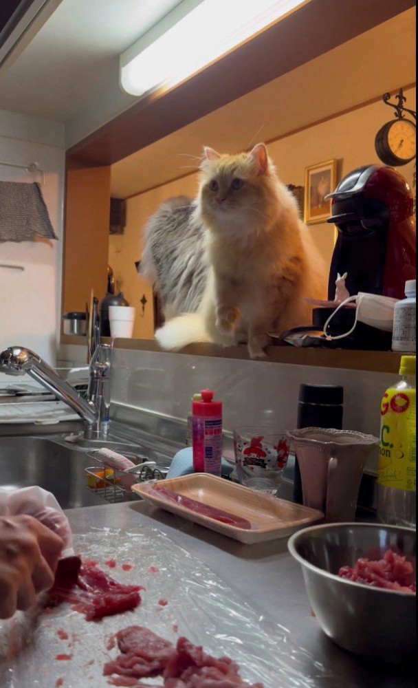 キッチンを見ている猫