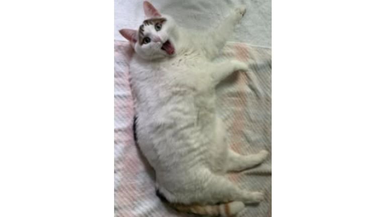 寝ている猫