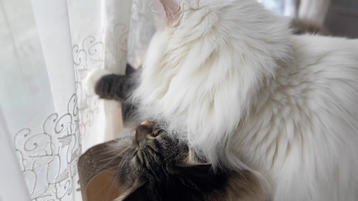 キジトラ猫とプロレスする白猫