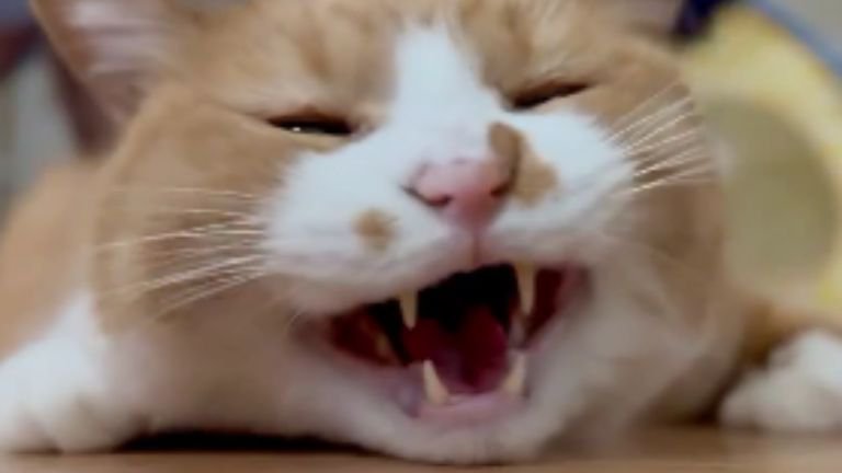 ブラッシングされている猫