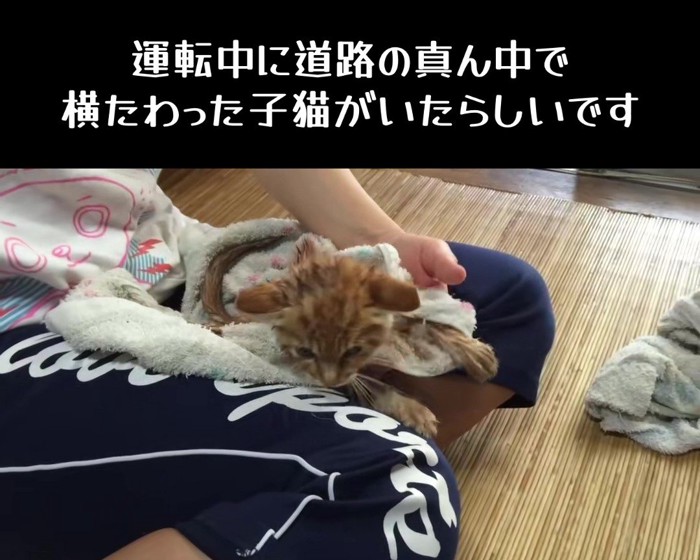 人の膝の上にいる子猫