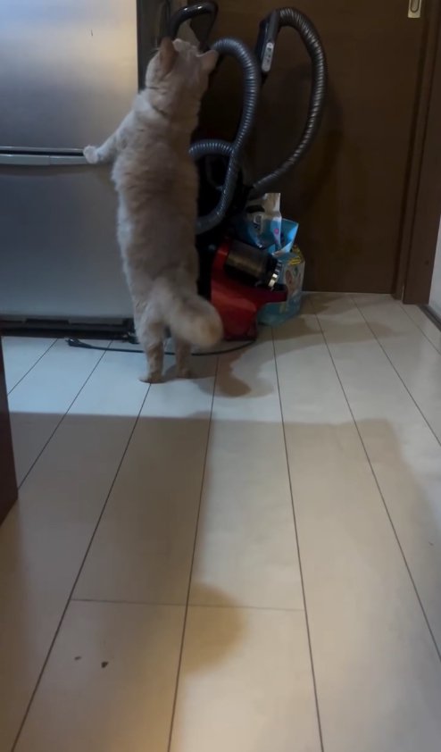 冷蔵庫に前足をかけて立っている猫の後ろ姿