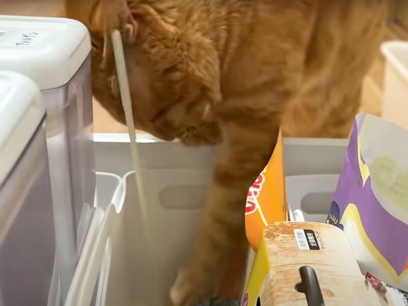 引き出しからおもちゃを出す猫