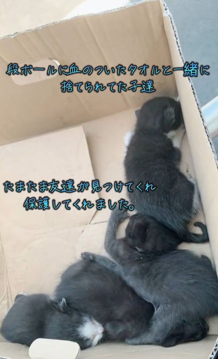段ボールに入っている4匹の子猫