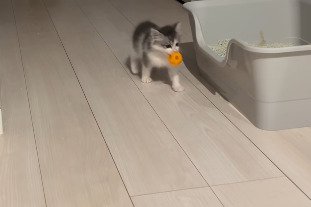 ボールをくわえて廊下を歩くわさびくん
