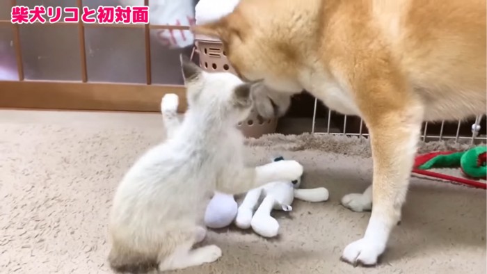 犬にパンチする子猫