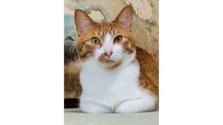 室内にいる猫